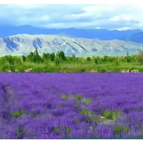 my-11134207-7r98p-ln5wpicuxtby84.webp French Lavender Flower Seeds 50pcs