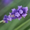 my-11134207-7r98s-ln5wpicveo0rb6.webp French Lavender Flower Seeds 50pcs