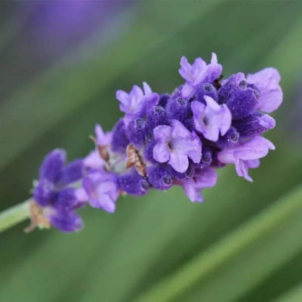 my-11134207-7r98s-ln5wpicveo0rb6.webp French Lavender Flower Seeds 50pcs