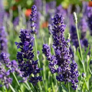 French Lavender Flower Seeds 50pcs