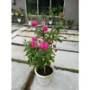 BABA Romanesque Pot BI RD 310 L29.5cm W29.5cm H26.5cm