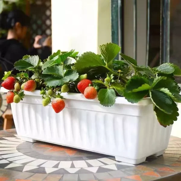 Rectangular Plastic Planter Box