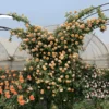 my-11134207-820l4-mmlue8gpxr0v07.webp Rose Flower Seeds 20pcs