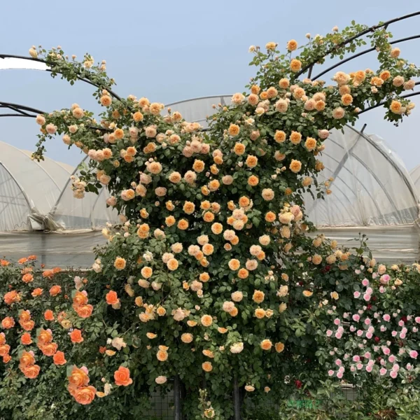 my-11134207-820l4-mmlue8gpxr0v07.webp Rose Flower Seeds 20pcs