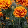 my-11134207-820l5-me6zs48au0hxc5.webp French Marigold Flower Seeds 20pcs