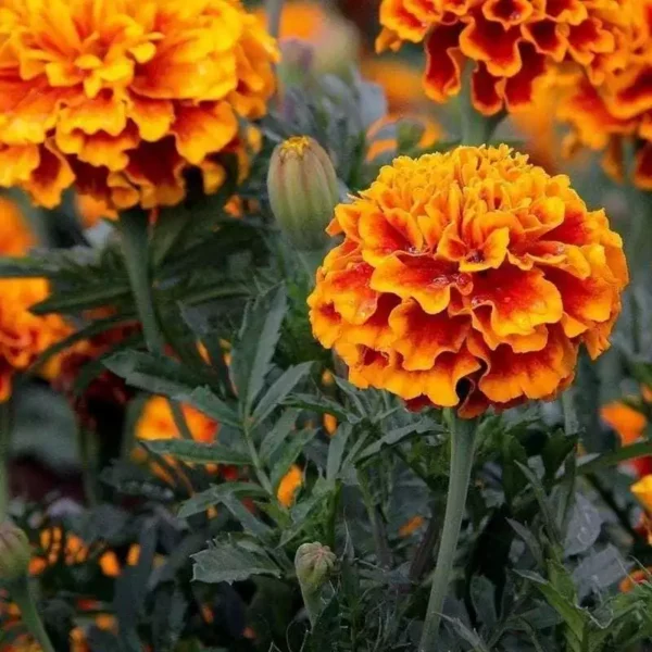 my-11134207-820l5-me6zs48au0hxc5.webp French Marigold Flower Seeds 20pcs