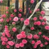 my-11134207-820l5-mmlue8kltgy744.webp Rose Flower Seeds 20pcs