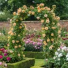 my-11134207-820l6-mmlue8gqeltv7a.webp Rose Flower Seeds 20pcs