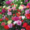 my-11134207-820l8-mmlu8h7gsn46af.webp Carnation Flower Seeds 20pcs
