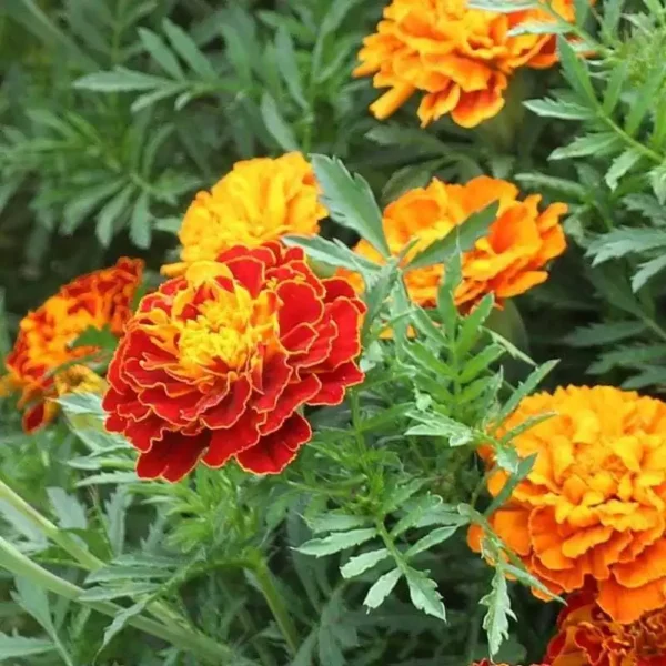 my-11134207-820la-meicdqx8th4z6c.webp French Marigold Flower Seeds 20pcs