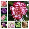 my-11134207-820la-mmlu8h78ogzzac.webp Carnation Flower Seeds 20pcs