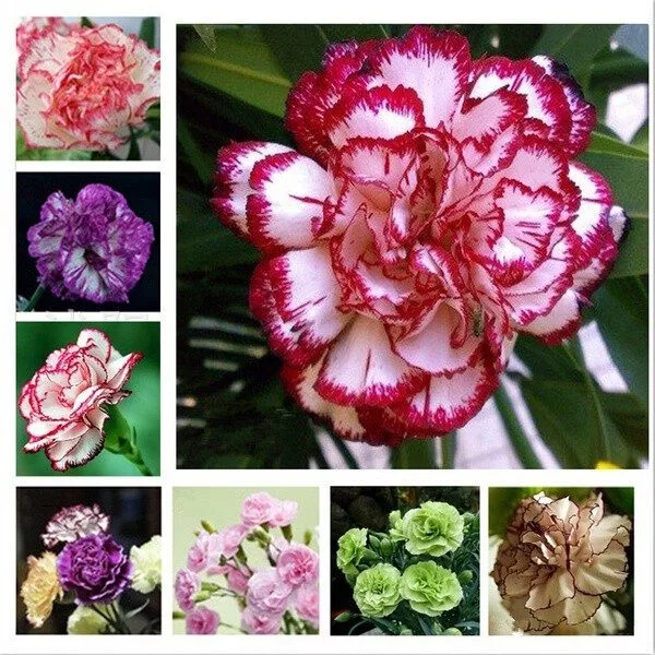 my-11134207-820la-mmlu8h78ogzzac.webp Carnation Flower Seeds 20pcs