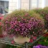 Gypsophila Baby's Breath Seeds 20pcs