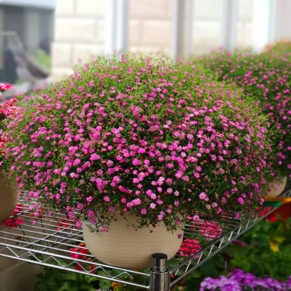 Gypsophila Baby's Breath Seeds 20pcs