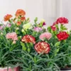 my-11134207-820lf-mmlu8h7gu1omf5.webp Carnation Flower Seeds 20pcs