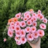 Portulaca Sun Daze Flower Seeds 20pcs