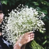 Gypsophila Baby's Breath Seeds 20pcs