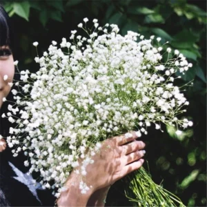Gypsophila Baby's Breath Seeds 20pcs