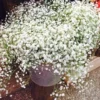 Gypsophila Baby's Breath Seeds 20pcs