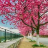 Sakura Flower Seeds 100pcs