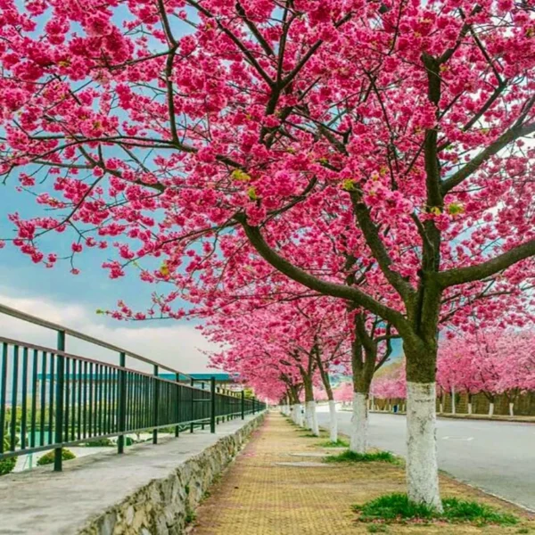 Sakura Flower Seeds 100pcs