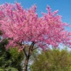 Sakura Flower Seeds 100pcs