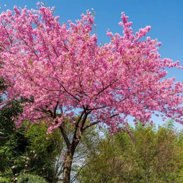 Sakura Flower Seeds 100pcs