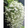 Hanging Jasmine Vine Seeds 50pcs