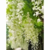 Hanging Jasmine Vine Seeds 50pcs