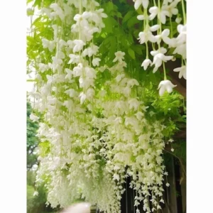 Hanging Jasmine Vine Seeds 50pcs