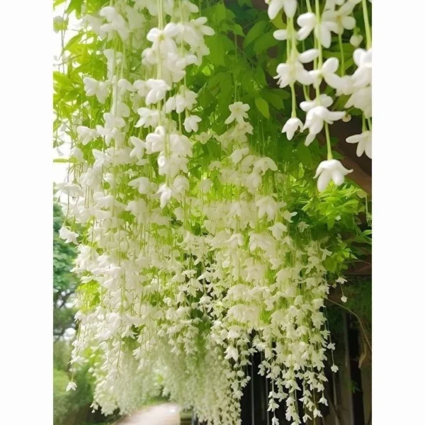 Hanging Jasmine Vine Seeds 50pcs