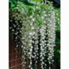 Hanging Jasmine Vine Seeds 50pcs