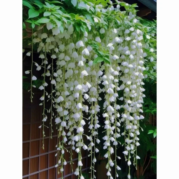 Hanging Jasmine Vine Seeds 50pcs