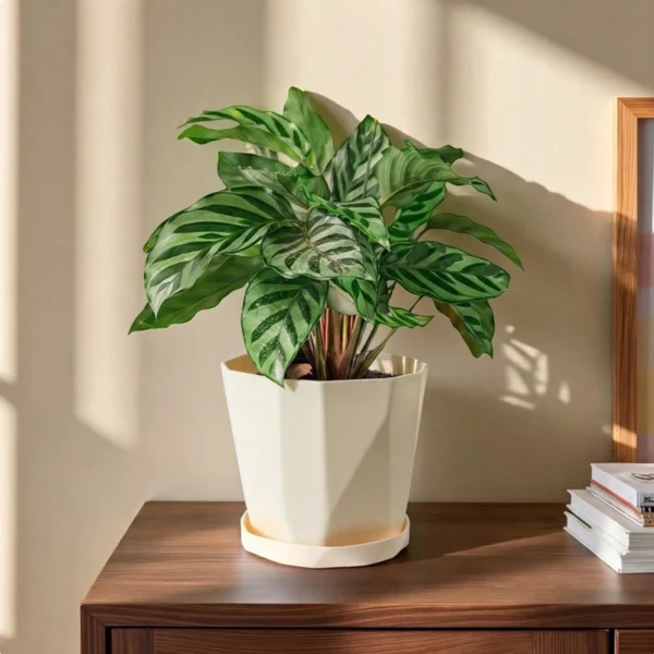 Plastic Flower Pot with Tray